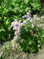 Asters, Two Medicine River, Glacier Park